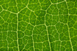 © ADDICTIVE STOCK - Enlarged green leaf structure with yellow lines