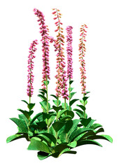 Canvas Print - 3D Rendering Foxglove Plants on White