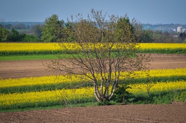 Wall Mural - Summer, rural, colorful landscape. Yellow rapeseed field in the hills. Photo with a shallow depth of field.