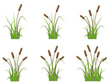 Reeds Icons Set, Plants On The River In The Green Grass. Simple Flat Vector Illustration Isolated On White Background