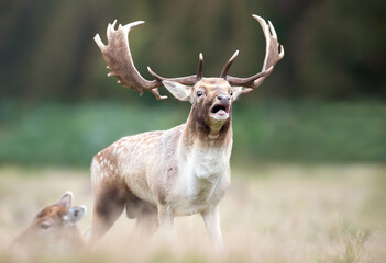 Wall Mural - Fallow deer stag calling during the rut in autumn