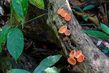 Mushrooms In The Rainforest Of Doi Inthanon National Park, Thailand