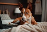 Fototapeta Psy - Basenji puppy with a laptop is lying on the bed in the bedroom, created with Generative AI