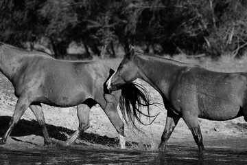 Poster - Sorrel horses on farm in black and white walking through water during summer.