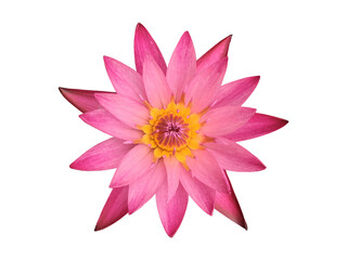 Wall Mural - Isolated pink tropical lotus or waterlily flower with clipping paths.
