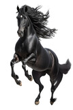 Fototapeta Konie - an equestrian-themed photographic illustration of a black stallion horse rearing and running on a transparent background in PNG. T-shirt design. Generative AI