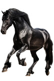 Fototapeta Konie - an equestrian-themed photographic illustration of a black stallion horse rearing and running on a transparent background in PNG. T-shirt design. Generative AI