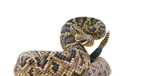 The King Of All Rattlesnake In The World, Eastern Diamondback Rattler - Crotalus Adamanteus - In Strike Pose Facing Camera. Isolated Cutout On White Background. 9 Rattles And One Button