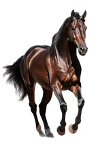 An Equestrian-themed Photographic Illustration Of A Warm-blood Brown Draft Horse Rearing And Running On A Transparent Background In PNG. T-shirt Design. Generative AI