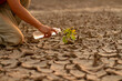 Man watering green tree after planting on dry land metaphor climate change solution, Sustainability and Save the world.