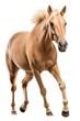an equestrian-themed photographic illustration of a Palomino horse rearing and running on a transparent background in PNG. T-shirt design. Generative AI