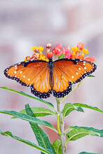 Queen Butterfly On Milkweed