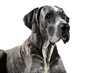 Great Dane Dog On Isolated Transparent Background, png. Generative AI