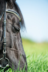 Canvas Print - macro portrait of black grazing horse in the green field. sunny day