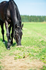 Canvas Print - black  horse grazing in the green field. sunny day