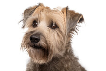 Glen Of Imaal Terrier Dog On White Background. Generative AI