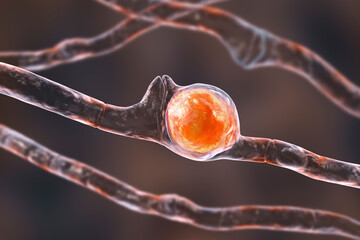 Wall Mural - Basidiobolus ranarum microscopic fungi, 3D illustration. Cause chronic inflammatory subcutaneous mucormycosis