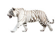 an isolated white tiger walking, prowling, side-view portrait, jungle-themed photorealistic illustration on a transparent background cutout in PNG, generative ai