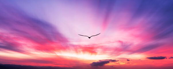 Bird Flying Sunset Inspiration Hope