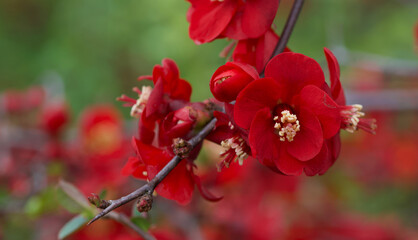 Wall Mural - angiosperms, aronia japonica, bloom, blooming, blossom, botanic, botanical, chaenomeles japonica, cydonia japonica, deciduous, deciduous shrub, decorative, eudicots, flora, floral, flower, flowering q