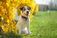 Jack Russel Terrier Sitting Next To The Blooming Yellow Forsythia Bush