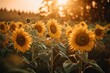  a field of sunflowers with the sun shining through the trees in the background and the sun shining through the trees in the background.  generative ai