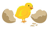 Fototapeta  - Wielkanocny żółty kurczaczek i skorupki rozbitego jajka. Symbole świąt wielkanocnych. Wielkanoc, jajko, kurczę. Świąteczny kurczaczek wykluty z jajka, ilustracja wektorowa.