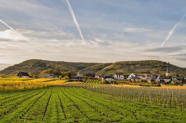 Wall Mural - Ellenz-Poltersdorf village and rows of vinyards during autumn   in Cochem-Zell district, Germany