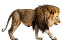 An Isolated Lion Walking Side View, Majestic, Stalking Prey, Fierce Jungle-themed Photorealistic Illustration On A Transparent Background In PNG. Panthera Leo. King Of The Jungle. Generative AI
