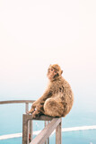 Fototapeta Łazienka - Monkey sitting on the railing of a fence at the top of Gibraltar mountain, Spain.