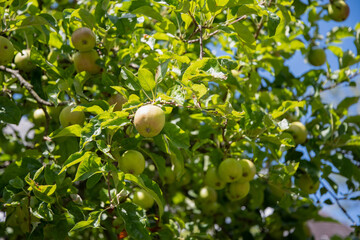 Wall Mural - green branches of an apple tree with unripe fruits against a blue sky