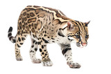an isolated ocelot jungle cat walking and stalking prey, side-view portrait, safari-themed photorealistic illustration on a transparent background cutout in PNG, generative ai