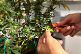 Fototapeta  - Growing a cannabis bush at home, for medicinal purposes, stretching the leaves on the bush. close-up