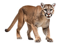 An Isolated Mountain Lion Cougar Side-view, Stalking Prey, Fierce Mountain-themed Photorealistic Illustration On A Transparent Background In PNG. Generative AI