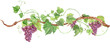 Watercolor grape leaves branch, wedding invitation decor, vineyard celebration, organic berry, vegetarian ingredient,  autumn, summer food, wine season