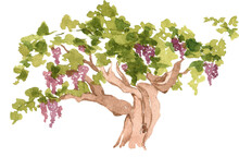 Watercolor Grape Tree, Vineyard Garden, Vintage Rustic Botany, Italian Village