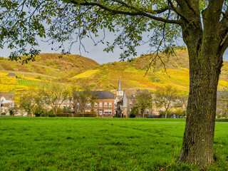 Wall Mural - A tree-framed shot of Ediger-Eller village and steep vineyards in the background during autumn in Cochem-Zell district, Germany