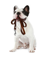 Adorable French Bulldog Holding Leash In Mouth On White Background