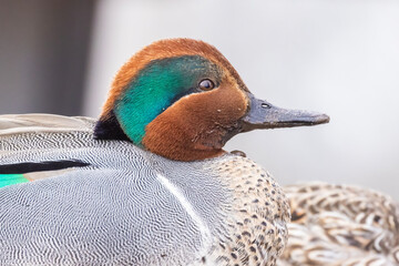 Canvas Print - Male green-winged teal (Anas carolinensis) in spring