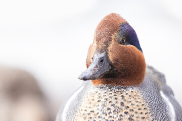 Canvas Print - Male green-winged teal (Anas carolinensis) in spring