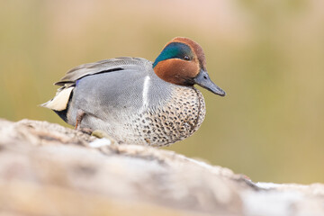 Poster - Male green-winged teal (Anas carolinensis) in spring