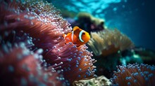 Vibrant Clownfish Coral Reef