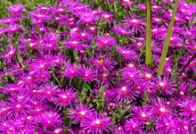 A Large Patch Of Deep Pink Ice Plant Flowers Blooming In The Garden With A Pollinating Honeybee.