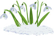 Vector illustration of five shoots of early first spring flowers snowdrops in snow. Galánthus nivális vector graphic on transparent background. Illustration of five flowers snowdrops in vector.