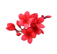 Peregrina Or Spicy Jatropha Or Jatropha Integerrima Flowers. Close Up Red Flowers Bouqet Isolated On Transparent Background.