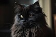 gorgeous fluffy black home with white cat. Generative AI