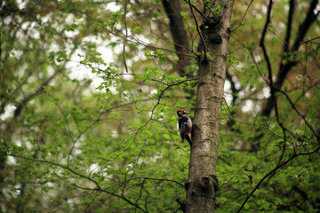 Poster - woodpecker on tree