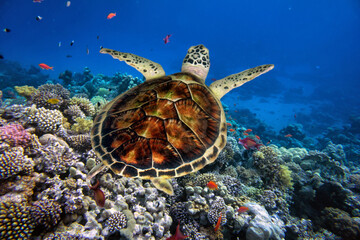  Green turtle swimming in blue ocean