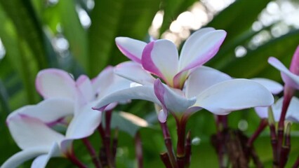 Wall Mural - close up white plumeria flower in the garden with sunlight, natural scene