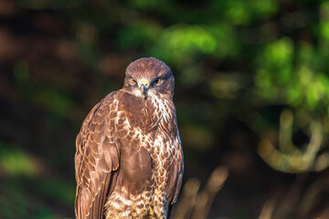 Canvas Print - Common Buzzard close up portrait